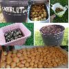 Thursday, Aug 23 2018,
After work it was fairly sunny although  little windy and because one of my big tubs of potatoes looked a bit worse for ware I decided to empty them and got loads of potatoes